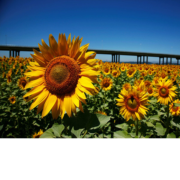 Hero Banner 600X600 Compromisso